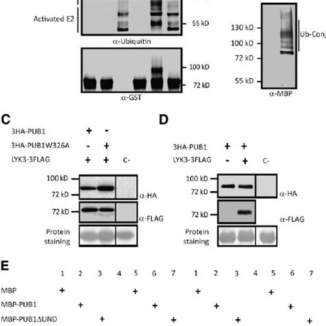 In Vitro E Ubiquitin Ligase Activity Of Pub Trans Phosphorylation