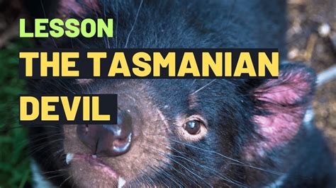 The Tasmanian Devil Amazing Tasmanian Devil Facts Adventures For