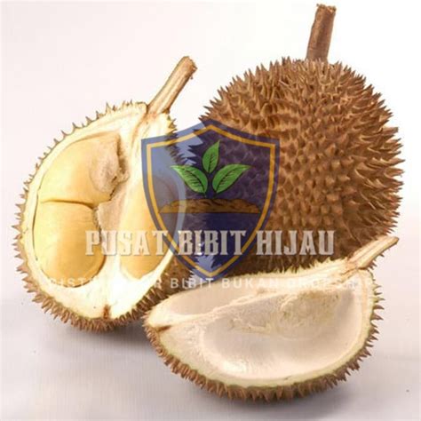 Jual Bibit Buah Buahan Durian D24 Super Shopee Indonesia