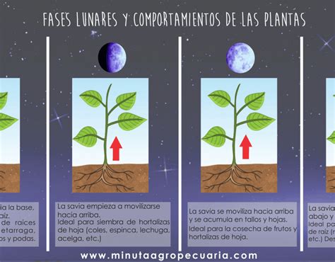 El Aj Dulce Es Un Tesoro Venezolano Minuta Agropecuaria