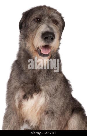 Irish Wolfhound, 21-month-old male dog, brindle Stock Photo - Alamy