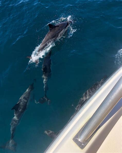 Dolphin Spotting By Boat In Benalm Dena