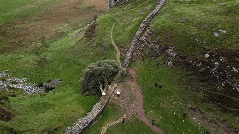 Beloved Sycamore Gap Tree Is Felled at Hadrian’s Wall in Britain - The New York Times