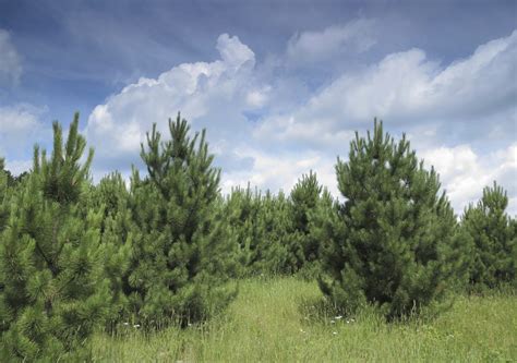 Red Pine Pinus Resinosa Conifers Cold Stream Farm