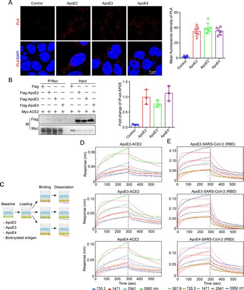 Apoe Interacts With Ace2 And The Spike Protein In An Download Scientific Diagram