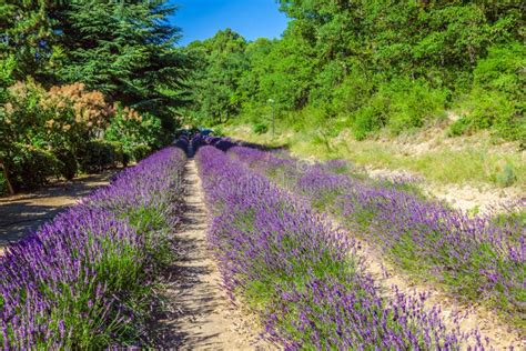 Provence - Lavender Field in the Gordes ,France Stock Photo - Image of ...