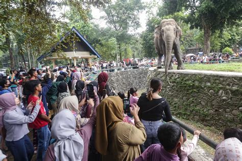 27 Ribu Pengunjung Padati Taman Margasatwa Ragunan Dalam Masa Liburan