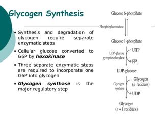 Glycogen synthesis.ppt