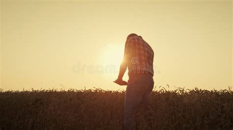 Farmer Silhouette Use Tablet at Golden Sunset. Agronomist Checking Wheat Quality Stock Image ...