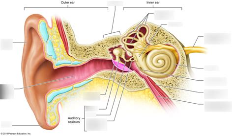 Tympanic Membrane Ear Model