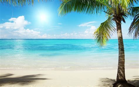 Download Coconut Palm Trees Tropical Beach Caribbean Sea Wallpaper