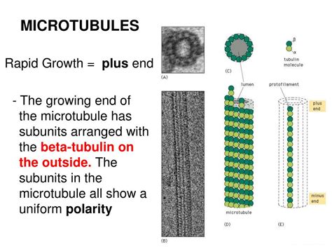 PPT INTRODUCTION Unit 8 Cytoskeleton PowerPoint Presentation Free