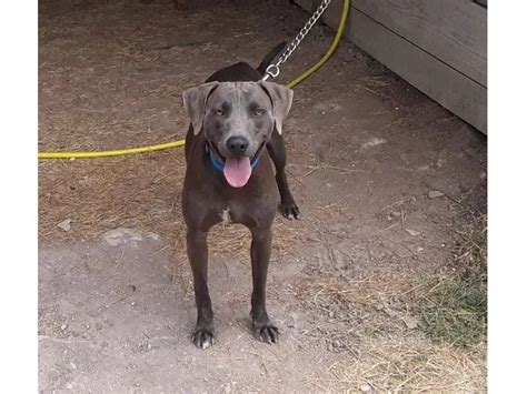 4 male Blue Lacy puppies available in Kerrville - Puppies for Sale Near Me