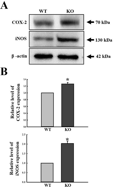 Expression Levels Of Members In The Inos‑mediated Cox‑2 Induction