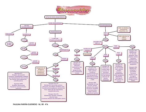 Rutas Del Cido Araquidonico Paulina Farf N Udocz