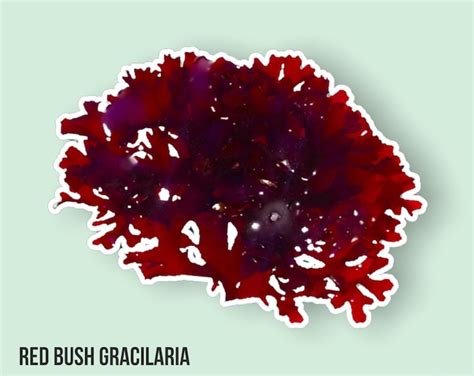 Live Red Bush Gracilaria Gracilaria Hayi Macro Algaemacroalgae Coral