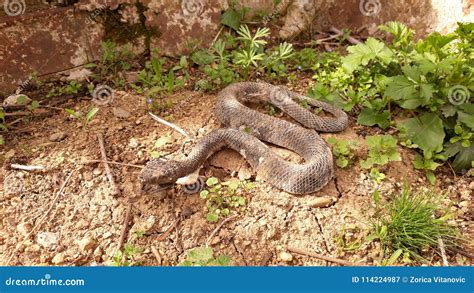 Serpiente En El Suelo Seco Imagen De Archivo Imagen De Suelo