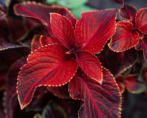 10 House Plants With Red Leaves With Pictures My Little Jungle