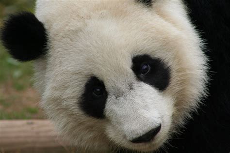 Img9262 Mei Lan Zoo Atlanta Paulette Flickr