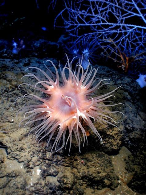 anémones de mer images photos gratuites libres de droits FOTOMELIA