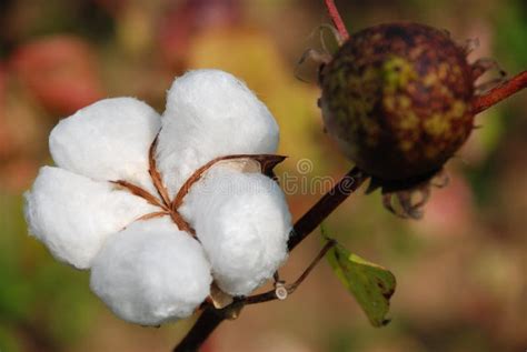 Cotton Farming Florida USA Cotton Field and Large Bale of Raw Cotton ...