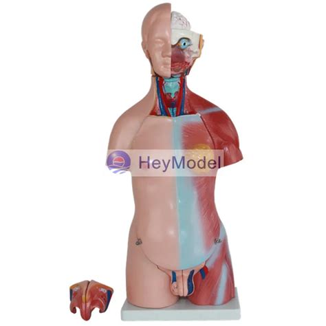 Heymodel Torso Bisexual De Cm Modelo De Rganos Humanos Distribuci N