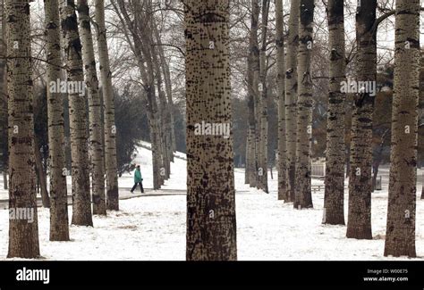 A Woman Walks Through Snow Covered Reforested Park In Central Beijing