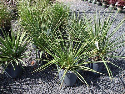 Yucca Ivory Tower Plant Lust