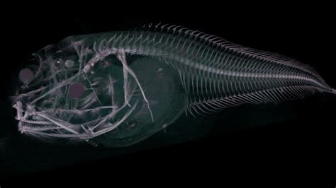 Three New Fish Species Found in Pacific Ocean