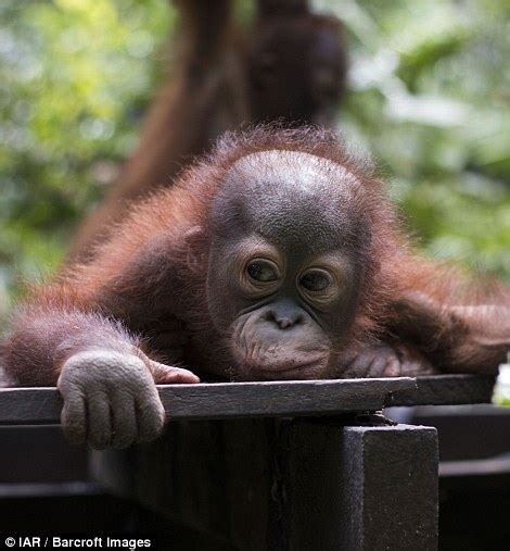 Orangutan by poachers learns to climb after miracle recovery in Borneo ...