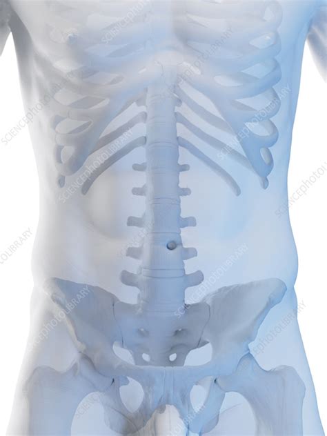 Male Skeletal System Illustration Stock Image F038 3493 Science Photo Library