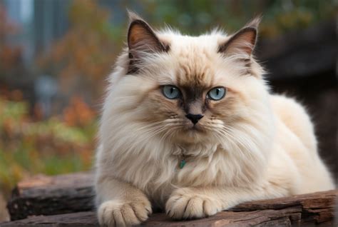 Are Himalayan Cats Rare Himalayan Paws