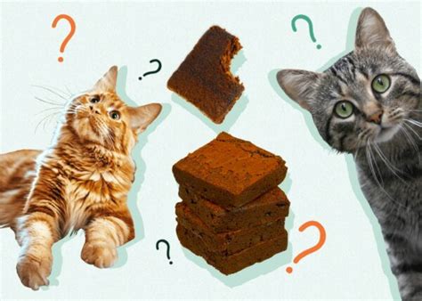 Can Cats Eat Brownies Vet Reviewed Facts And Faq Catster