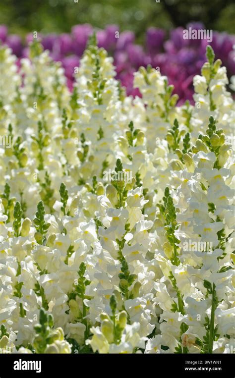 Antirrhinum Snapdragons Hi Res Stock Photography And Images Alamy