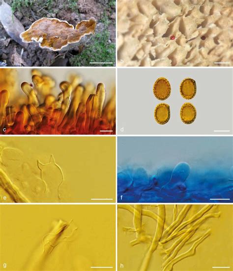 Basidiomata And Microscopic Structures Of Foraminispora Yunnanensis