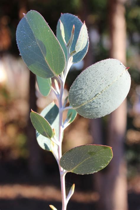 Eucalyptus pauciflora 'Mappa Tassie' - SouthernEucs