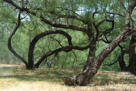 Arizona Desert Mountain Jeep Tours Inc Scottsdale's Original: Mesquite Trees