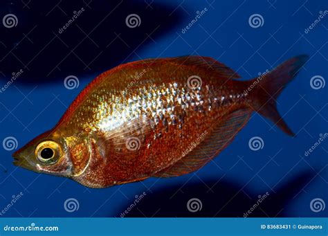 Red Irian Rainbowfish Male Stock Image Image Of Blue 83683431