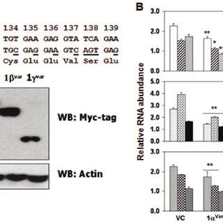 Grim Regulates Small Non Coding Rna Levels A Construction Of