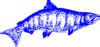 Bluefish Clip Art At Clker Vector Clip Art Online Royalty Free