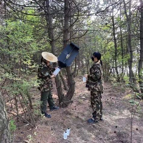 山西省吕梁山国有林管理局聚焦四大举措抓牢林业有害生物防治工作监测进行吕梁山