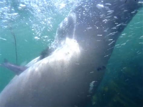 Nude Video Celebs Nathaly Zuniga Nude Acuario