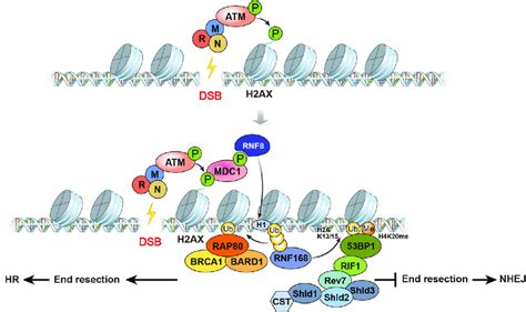 Overview Of The DNA Damage Signaling Pathway Upon DNA Damage DSBs