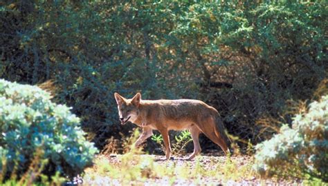 Types of Animals in the Temperate Woodland & Shrubland | Sciencing