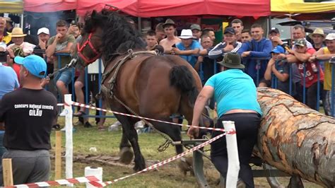 Concurs Cu Cai De Tractiune Gilau Cluj Proba De Simplu Iulie