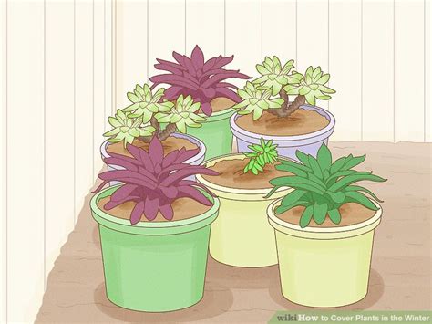 3 Easy Ways To Cover Plants In The Winter WikiHow Life