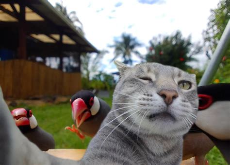 Psbattle These Birds Coming Towards The Camera R Photoshopbattles