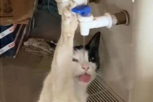 El Gato Que Se Hizo Viral Por Tomar Agua Desde Un Dispenser LA NACION