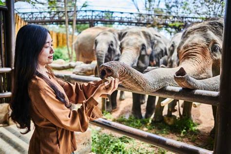 Koh Samui Samu Elephant Kingdom Sanctuary Half Day Tour Elephant