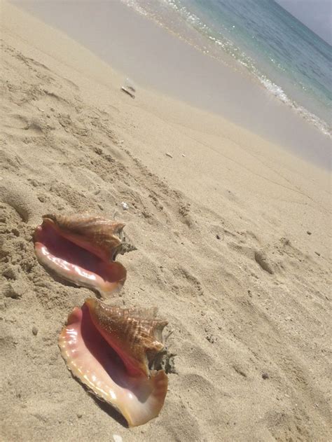 Conch Shells Jamaica Conch Shell Roatan Conch